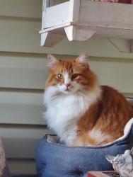 Lost Male Cat last seen 196B and 50th, Langley, BC V3A 7N7