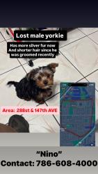 Lost Male Dog last seen 288th street & 147th ave leisure city fl, Homestead, FL 33033