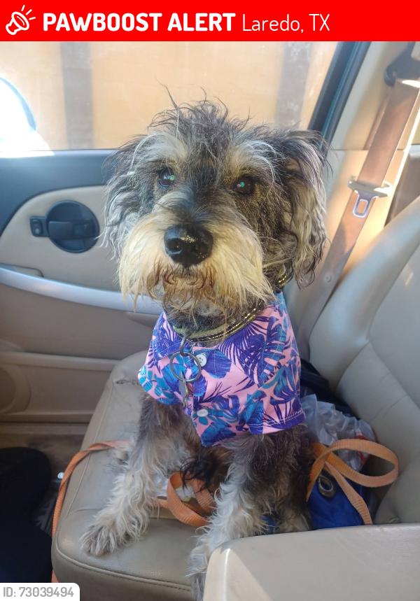 Lost Male Dog last seen Near S Meadow Ave, Laredo, TX 78040