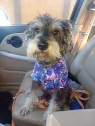Lost Male Dog last seen Near S Meadow Ave, Laredo, TX 78040