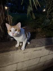 Found/Stray Male Cat last seen HWY 10, Euless, TX 76040