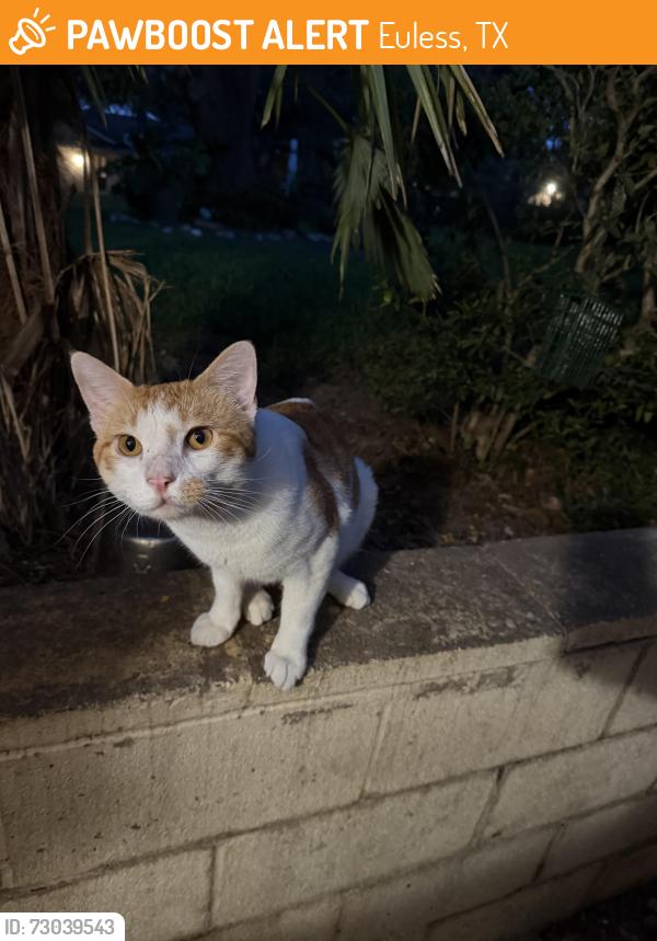 Found/Stray Male Cat last seen HWY 10, Euless, TX 76040