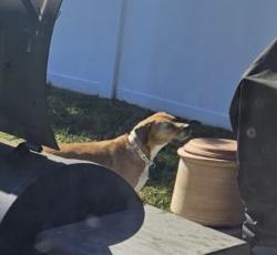 Reunited Male Dog last seen Near Blue Alice spring ct, Ruskin, FL 33570