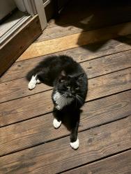 Found/Stray Female Cat last seen Altha Street, Raleigh, NC, Raleigh, NC 27606