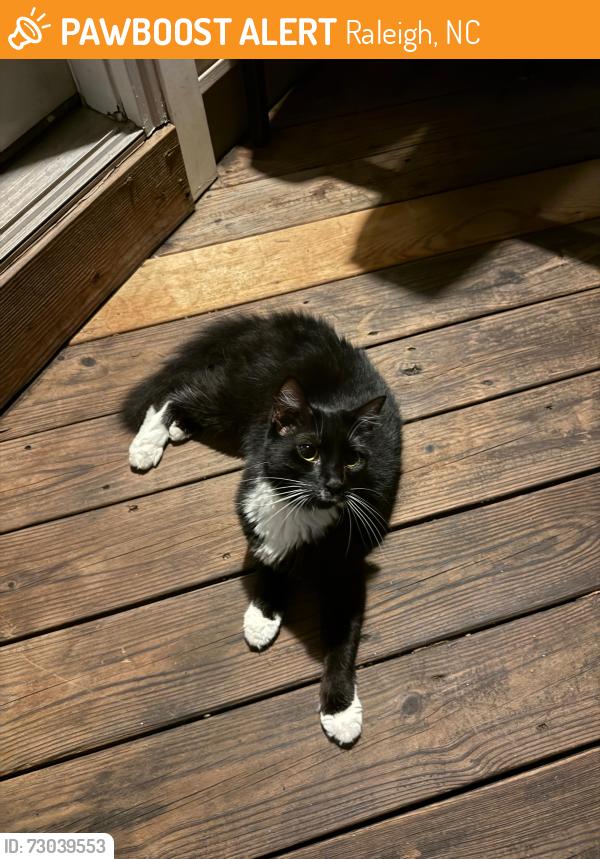 Found/Stray Female Cat last seen Altha Street, Raleigh, NC, Raleigh, NC 27606