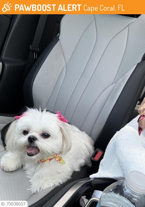 Found/Stray Female Dog last seen Sw 29th & Surfside, Cape Coral, FL 33914