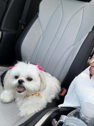 Found/Stray Female Dog last seen Sw 29th & Surfside, Cape Coral, FL 33914