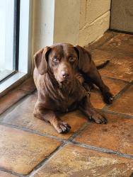 Found/Stray Male Dog last seen Theres Something Fishy, Valdosta, GA 31601