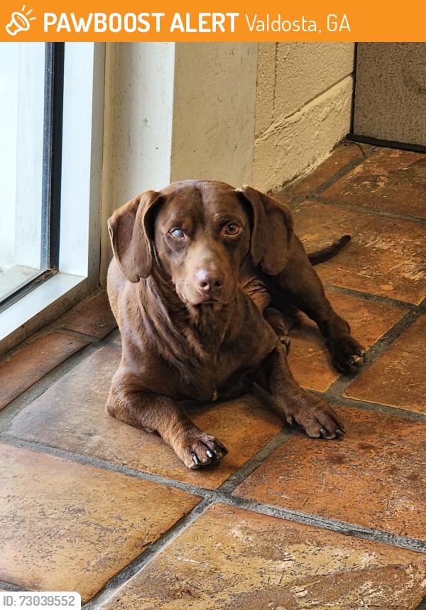 Found/Stray Male Dog last seen Theres Something Fishy, Valdosta, GA 31601