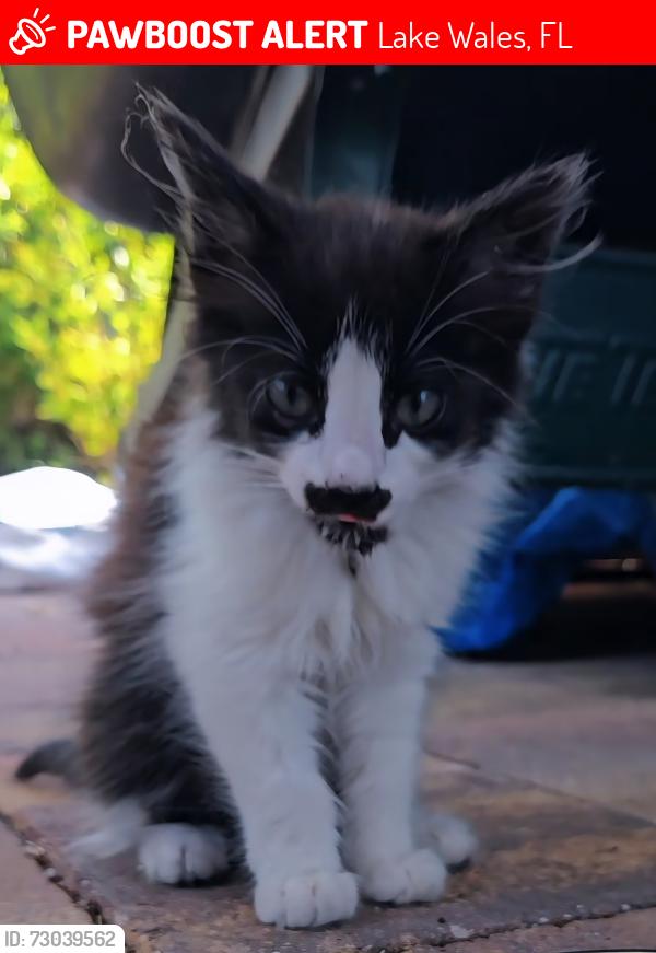 Lost Unknown Cat last seen Washington Ave, Lake Wales, FL 33853
