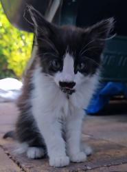 Lost Unknown Cat last seen Washington Ave, Lake Wales, FL 33853