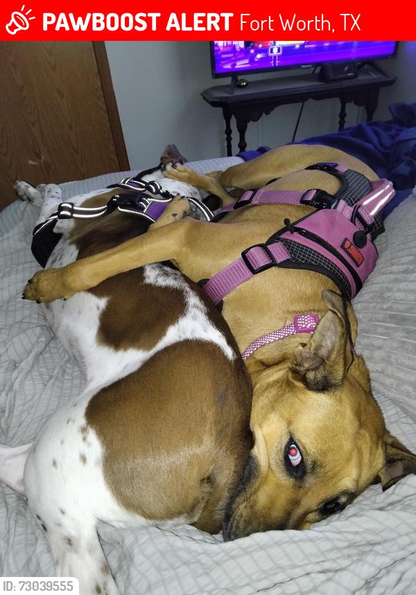 Lost Female Dog last seen Golden Triangle Blvd and North Beach Street , Fort Worth, TX 76244
