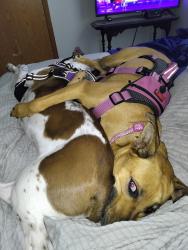 Lost Female Dog last seen Golden Triangle Blvd and North Beach Street , Fort Worth, TX 76244