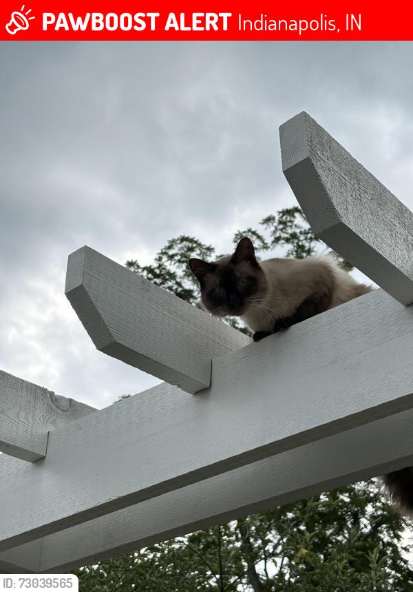 Lost Male Cat last seen Boulevard and 42nd, Indianapolis, IN 46234