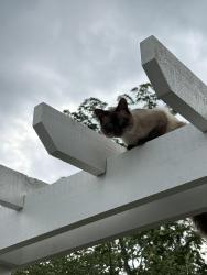 Lost Male Cat last seen Boulevard and 42nd, Indianapolis, IN 46234