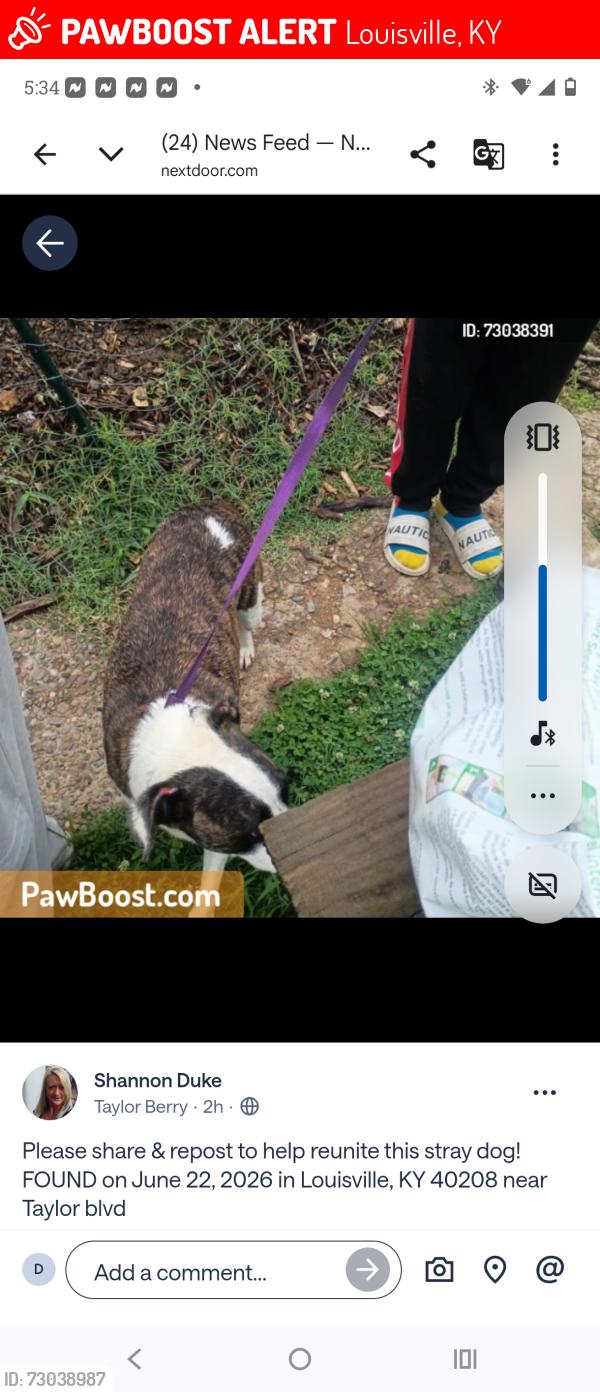 Lost Female Dog last seen Near 7th street rd, Louisville, KY 40208