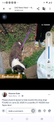 Lost Female Dog last seen Near 7th street rd, Louisville, KY 40208