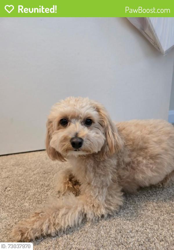 Reunited Male Dog last seen Guinea Road & King David, Fairfax, VA 22032