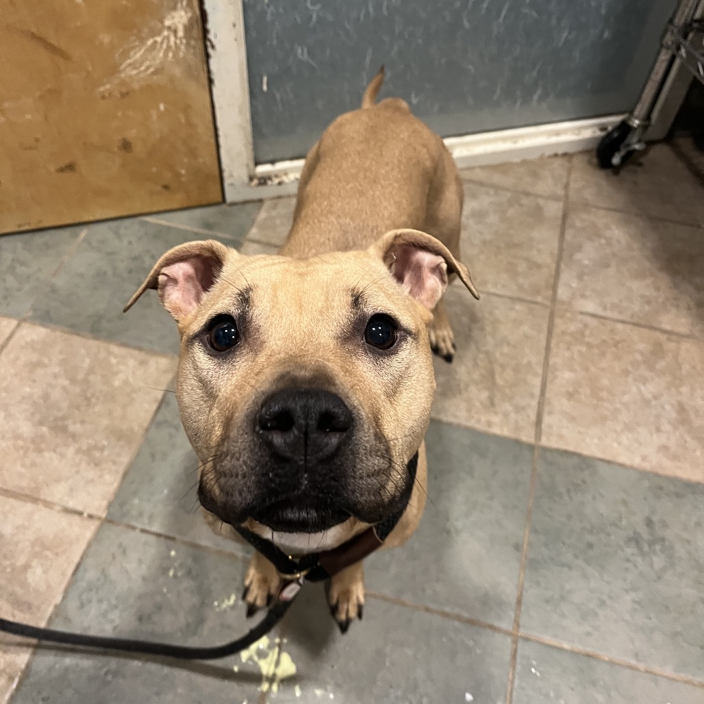 Shelter Stray Female Dog last seen , 4500 N Access Rd, Chattanooga, TN 37415, USA