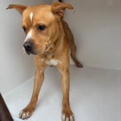 Shelter Stray Female Dog last seen , 4500 N Access Rd, Chattanooga, TN 37415, USA