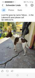 Reunited Male Dog last seen S.J street , Lake Worth Beach, FL 33460
