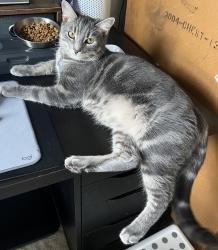 Reunited Male Cat last seen Pool area in Montgomery meadows on Travis court and Travis lanee, Gaithersburg, MD 20879