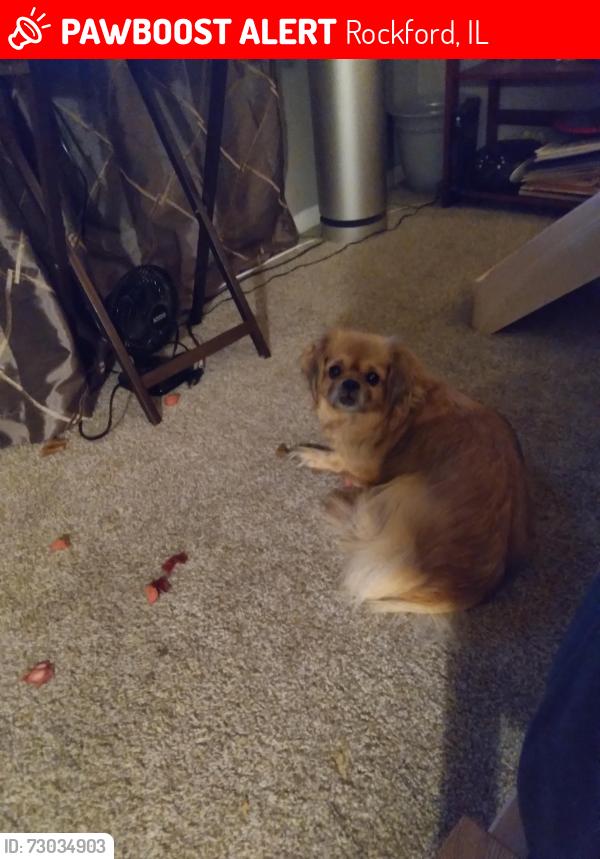 Lost Female Dog last seen On Ross Lane near 11th and airport rd, Rockford, IL 61109