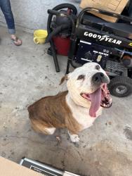 Found/Stray Male Dog last seen Holton st and Valinda Ave, La Puente, CA 91744