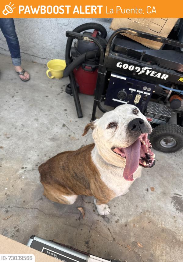 Found/Stray Male Dog last seen Holton st and Valinda Ave, La Puente, CA 91744