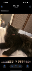 Lost Female Cat last seen Bragg and Watkins, Lookout Mountain, TN 37350