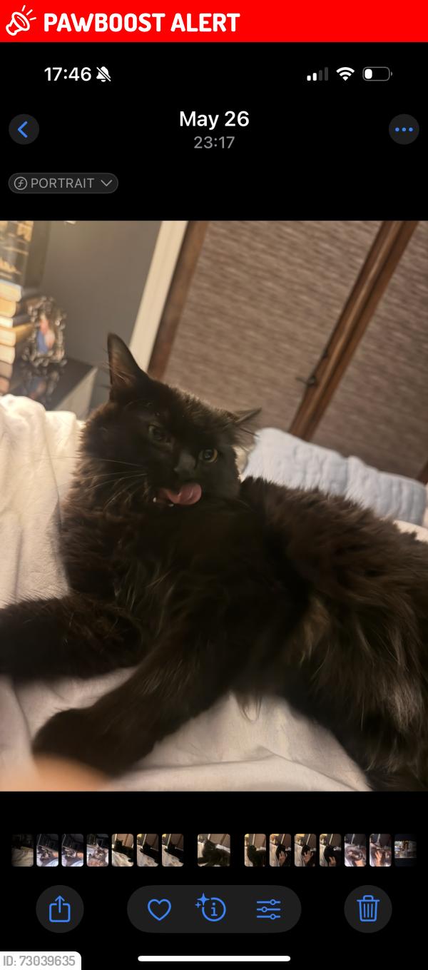 Lost Female Cat last seen Bragg and Watkins, Lookout Mountain, TN 37350