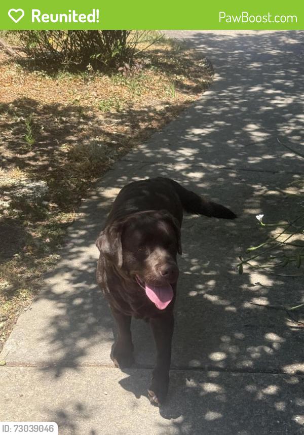 Reunited Female Dog last seen Blossom Hill Park, Los Gatos, CA 95032