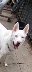 Lost Female Dog last seen Compton imperial hwy, Los Angeles, CA 90059