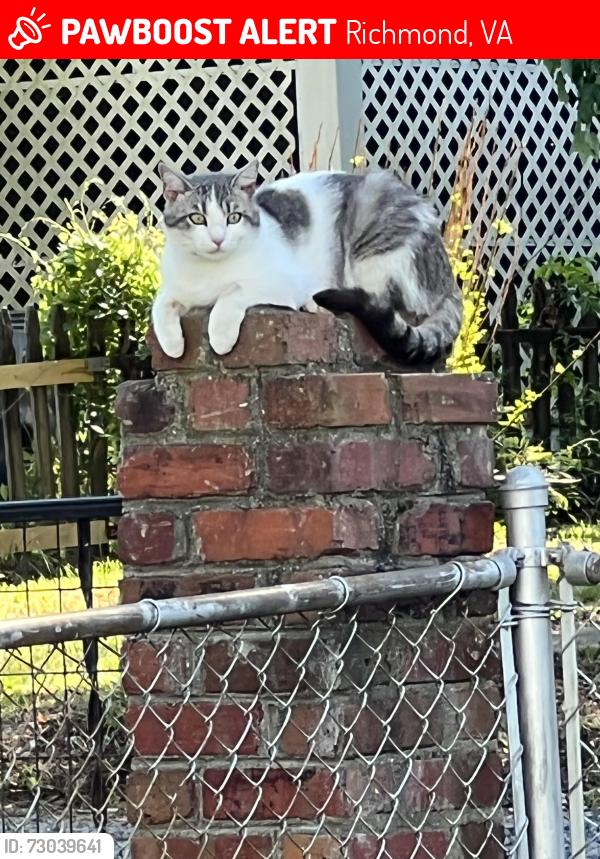 Lost Male Cat last seen Kobra Kabana (I think they stole him), Richmond, VA 23220