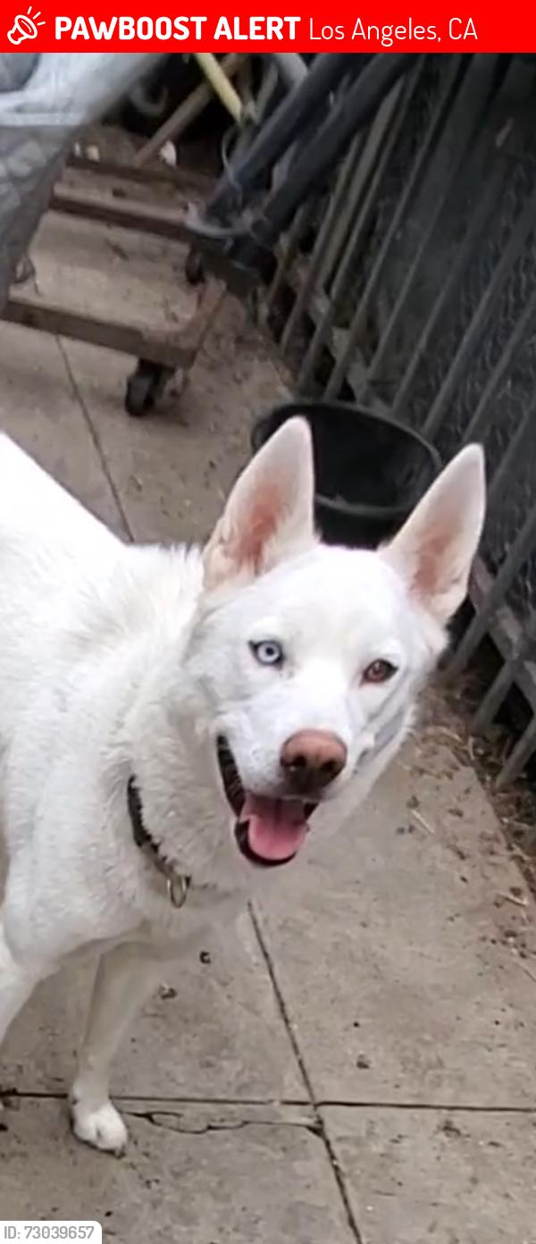 Lost Female Dog last seen Compton imperial hwy, Los Angeles, CA 90059