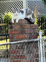 Lost Male Cat last seen Kobra Kabana (I think they stole him), Richmond, VA 23220