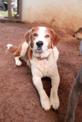 Lost Male Dog last seen About a 1/2 mile from the train tracks going to the airport. Off of Tasso Ln NE, Cleveland, TN 37312