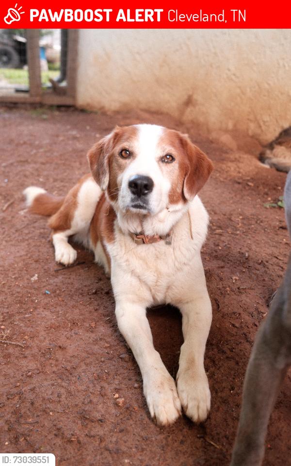 Lost Male Dog last seen About a 1/2 mile from the train tracks going to the airport. Off of Tasso Ln NE, Cleveland, TN 37312