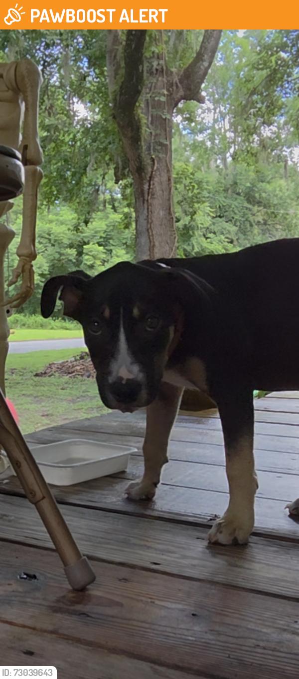Found/Stray Male Dog last seen Cannon Creek, Columbia County, FL 32024