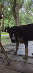 Found/Stray Male Dog last seen Cannon Creek, Columbia County, FL 32024