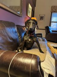 Lost Female Dog last seen Near and 152, Bermuda Run, NC 27006