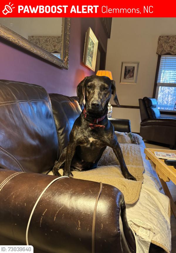 Lost Female Dog last seen Near and 152, Bermuda Run, NC 27006