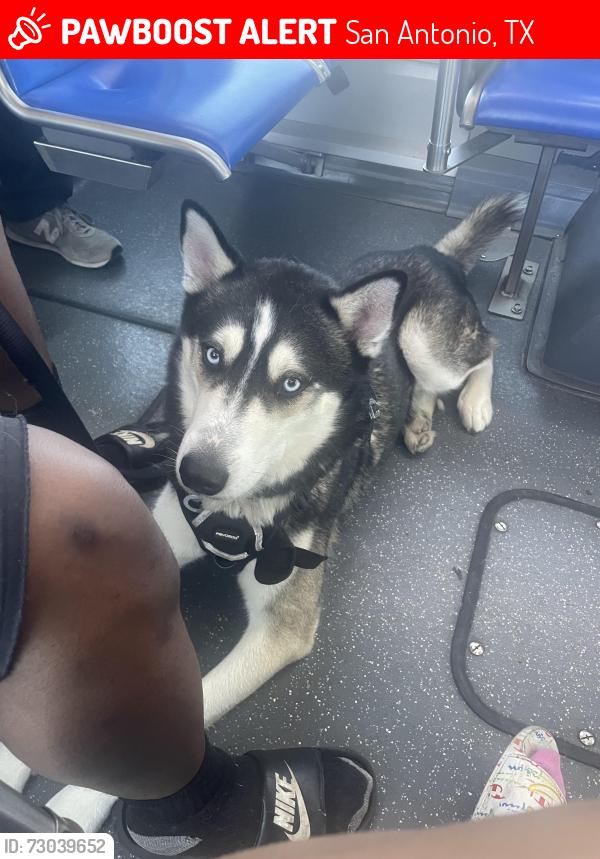 Lost Male Dog last seen Fredericksburg rd , San Antonio, TX 78228