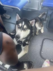 Lost Male Dog last seen Fredericksburg rd , San Antonio, TX 78228