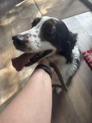Found/Stray Female Dog last seen Cherry Laurel and bowman, Little Rock, AR 72211