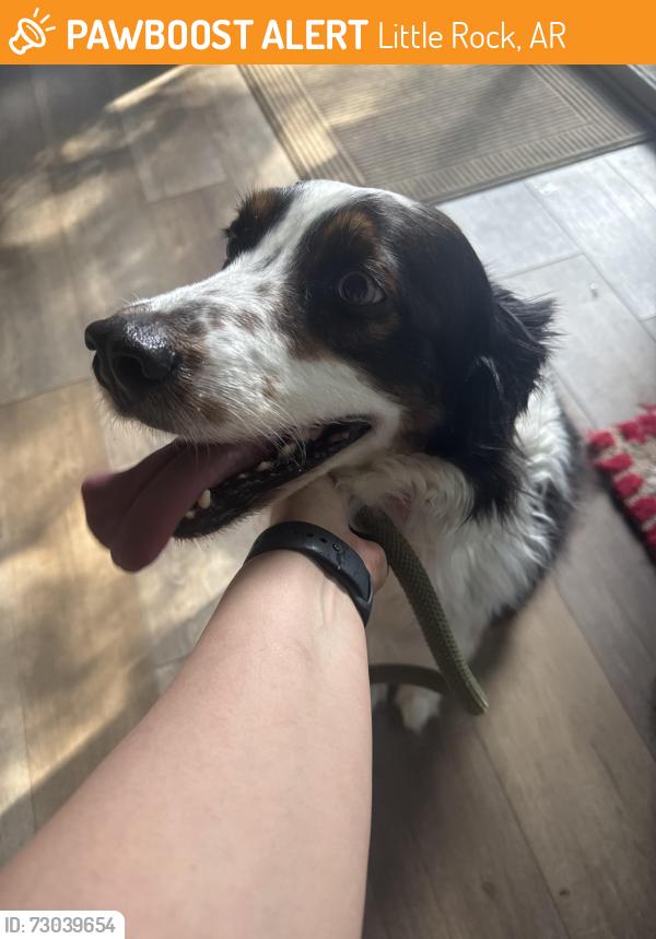Found/Stray Female Dog last seen Cherry Laurel and bowman, Little Rock, AR 72211