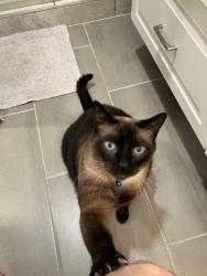 Lost Male Cat last seen SW Wildwood Blvd, Issaquah, WA 98027