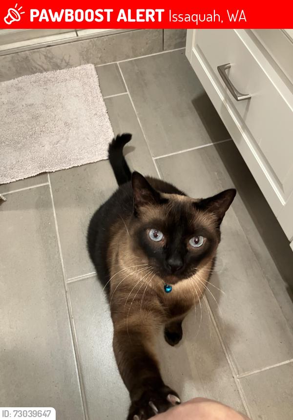 Lost Male Cat last seen SW Wildwood Blvd, Issaquah, WA 98027