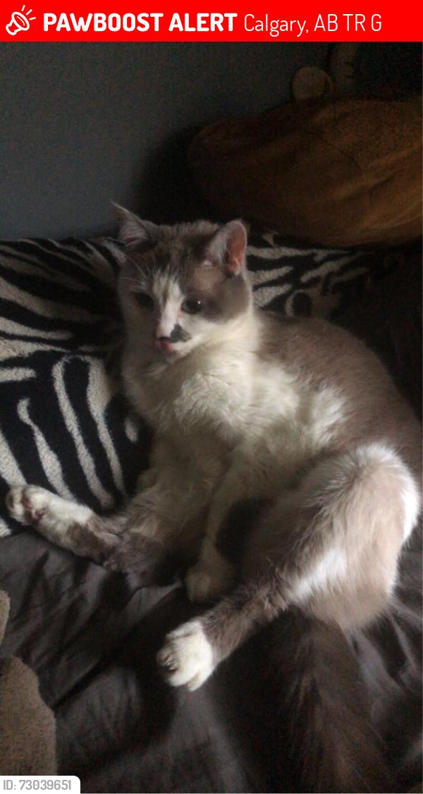 Lost Female Cat last seen Last seen near Woodland Rise, Bearspaw, Calgary, AB T3R 1G9