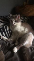 Lost Female Cat last seen Last seen near Woodland Rise, Bearspaw, Calgary, AB T3R 1G9